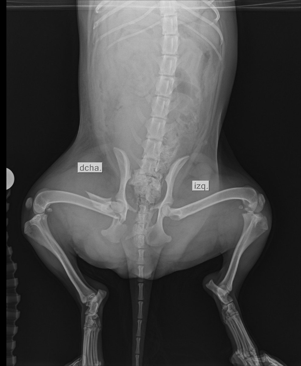 _flower2_'s tweet photo. https://t.co/CZM0rmueds 
Por favor, ayuden a difundir!!!
Tita es una cachorra que fue atropellada y necesita urgente una cirugía que le devuelva la movilidad de sus patas traseras 
Yape: 982 136 984 
Paypal: https://t.co/5bhgWvT11x https://t.co/TmHRMiu0Q5