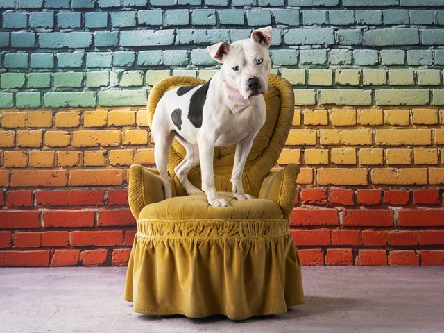 JordanGuskey's tweet photo. Hey everyone, the Lawrence Humane Society could use your help getting some dogs a break from the shelter.

Meet Lacey, Ace, Moilie and Mista!

🐶🐶🐶 https://t.co/xuXb3kOjuz