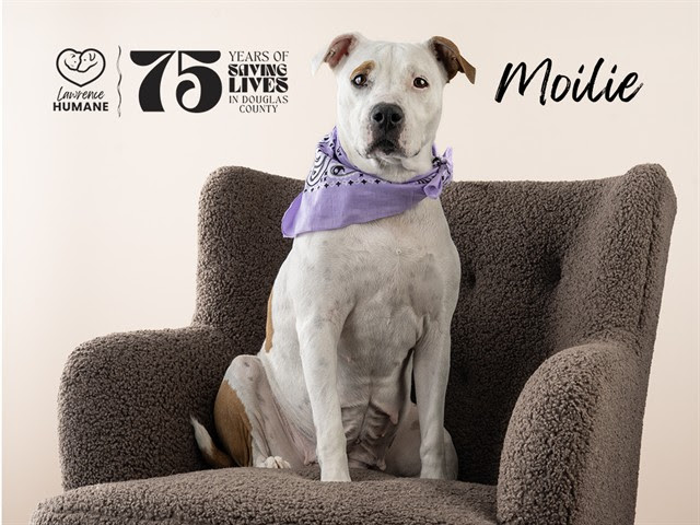 JordanGuskey's tweet photo. Hey everyone, the Lawrence Humane Society could use your help getting some dogs a break from the shelter.

Meet Lacey, Ace, Moilie and Mista!

🐶🐶🐶 https://t.co/xuXb3kOjuz