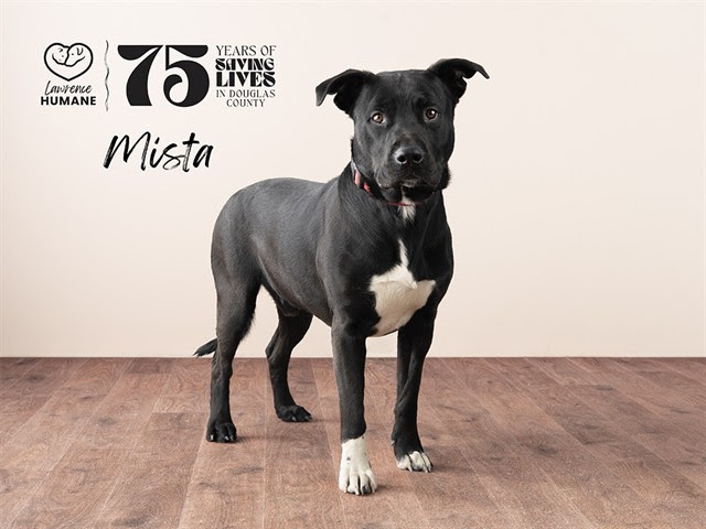 JordanGuskey's tweet photo. Hey everyone, the Lawrence Humane Society could use your help getting some dogs a break from the shelter.

Meet Lacey, Ace, Moilie and Mista!

🐶🐶🐶 https://t.co/xuXb3kOjuz
