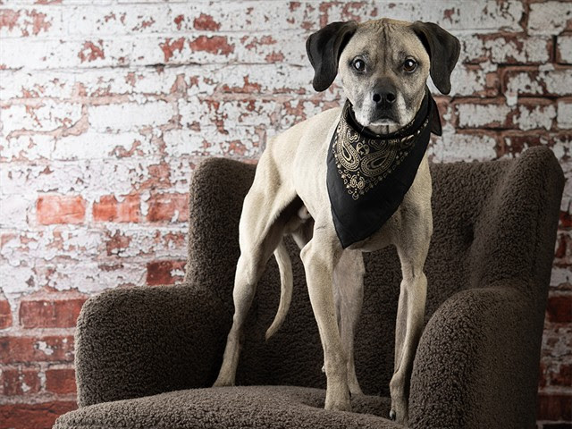 JordanGuskey's tweet photo. Hey everyone, the Lawrence Humane Society could use your help getting some dogs a break from the shelter.

Meet Lacey, Ace, Moilie and Mista!

🐶🐶🐶 https://t.co/xuXb3kOjuz