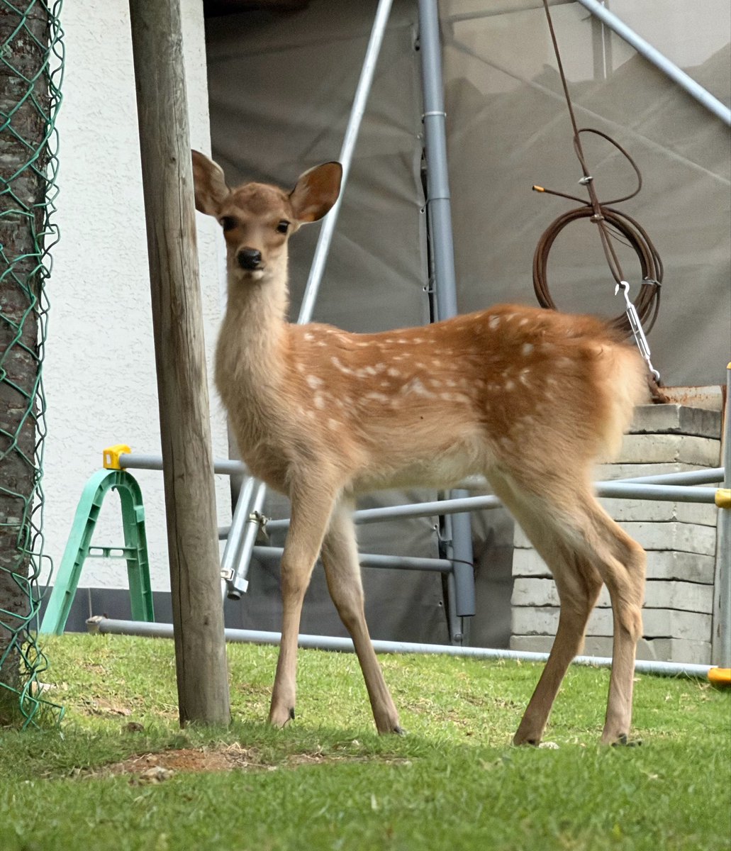 奈良鹿日和🦌 tweet media