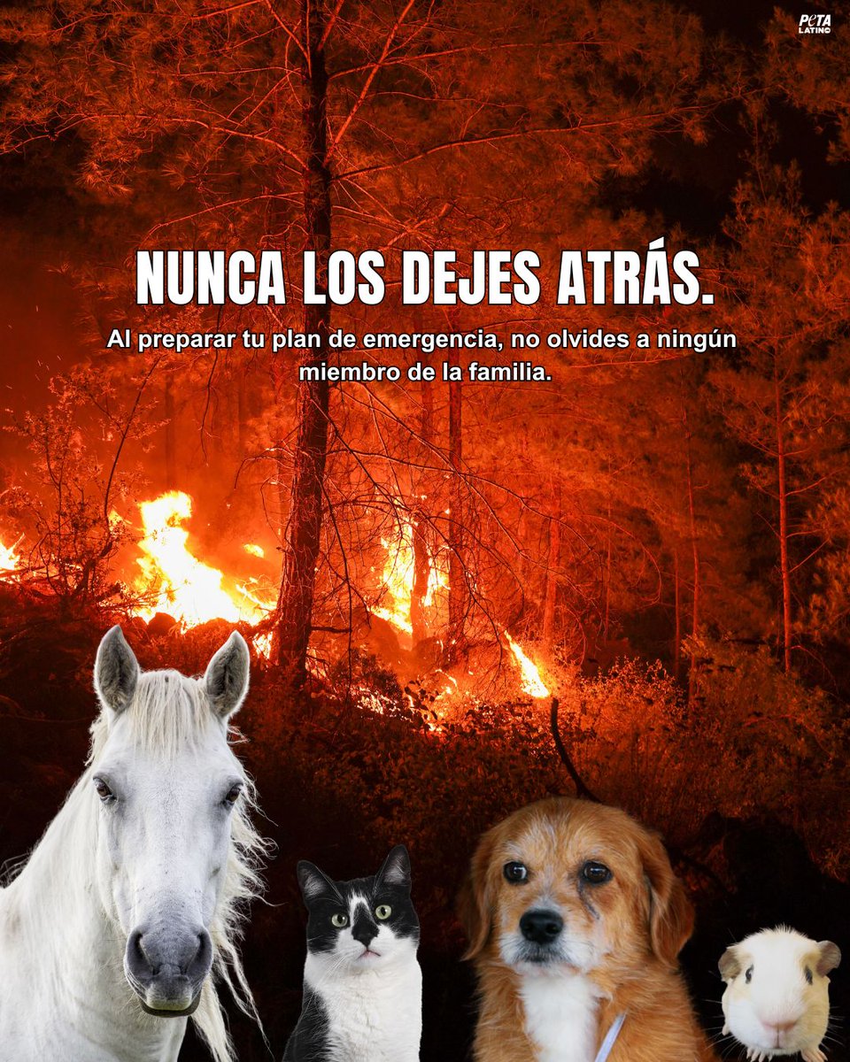 PETA_Latino's tweet photo. 🚨🔥 Incendios: nunca abandones a los animales durante una evacuación 🐶🐱🐴🦔

❤️ Si es demasiado peligroso para que te quedes, también lo es para ellos.

En caso de evacuación:
🐾 Transporta a los animales pequeños en un transportín seguro.
🐾 Usa correa y un arnés bien ajustado para los perros, y asegúrate de que lleven una identificación actualizada.
🐾 Evacua a los caballos y otros animales grandes lo antes posible. Si no puedes hacerlo, nunca los dejes encerrados; dales la oportunidad de escapar de las llamas.
🐾 Ten listo un kit de emergencia con comida, agua, medicamentos y todo lo necesario para al menos una semana.
🐾 Mantén a los animales en el interior tanto como sea posible para protegerlos del humo y las cenizas.
🐾 Si encuentras a un animal en peligro, ayúdalo solo si puedes hacerlo sin poner en riesgo tu vida. De lo contrario, avisa de inmediato a los servicios de emergencia e informa su ubicación.

🦉 Los incendios también devastan la vida silvestre. Aves, erizos, ardillas, reptiles y muchos otros animales pueden resultar heridos, sufrir quemaduras o separarse de sus crías. Si encuentras un animal silvestre en apuros, comunícate de inmediato con un centro de rescate de animales silvestres o con las autoridades competentes.

🙏 Comparte estos consejos: podrían salvar vidas.