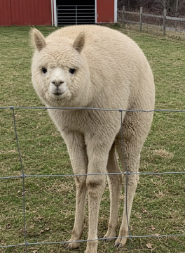 Gh0stDotSol's tweet photo. Now that we have Jimothy at +30M we are missing a good runner that englobes the whole narrative

https://t.co/EEtyrM7Z6P

WWF just posted about other short spinned animals

ChatGPT yday posted a promt and many images of shortspine animals

https://t.co/gxvqZuYeYz

ShortSpine is perfect runner for this narrative