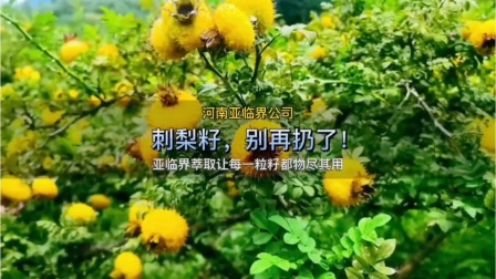 u_sssi's tweet photo. 【新鲜刺梨测评】维C炸弹实锤！一颗抵10个橙子，生吃微酸带润，泡水泡茶都绝，女生入夏必囤！， https://t.co/LtCfQrlTWH