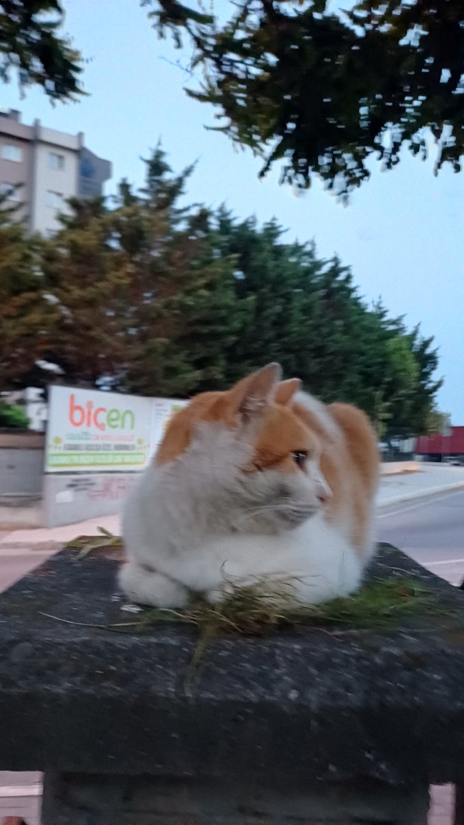 fâtıma orhan tweet media