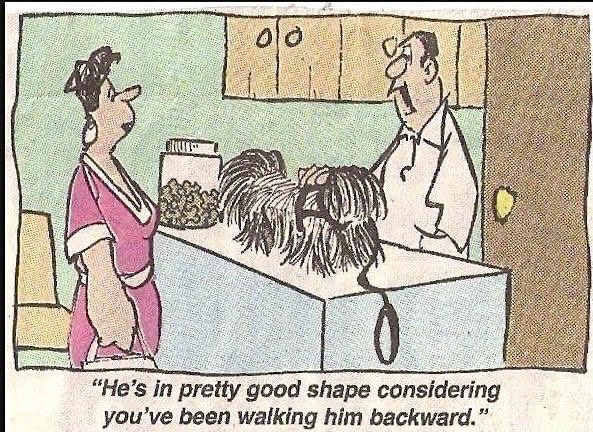 Ginger68237919's tweet photo. 🐶🐶🐶 https://t.co/ty4TNjAr3A