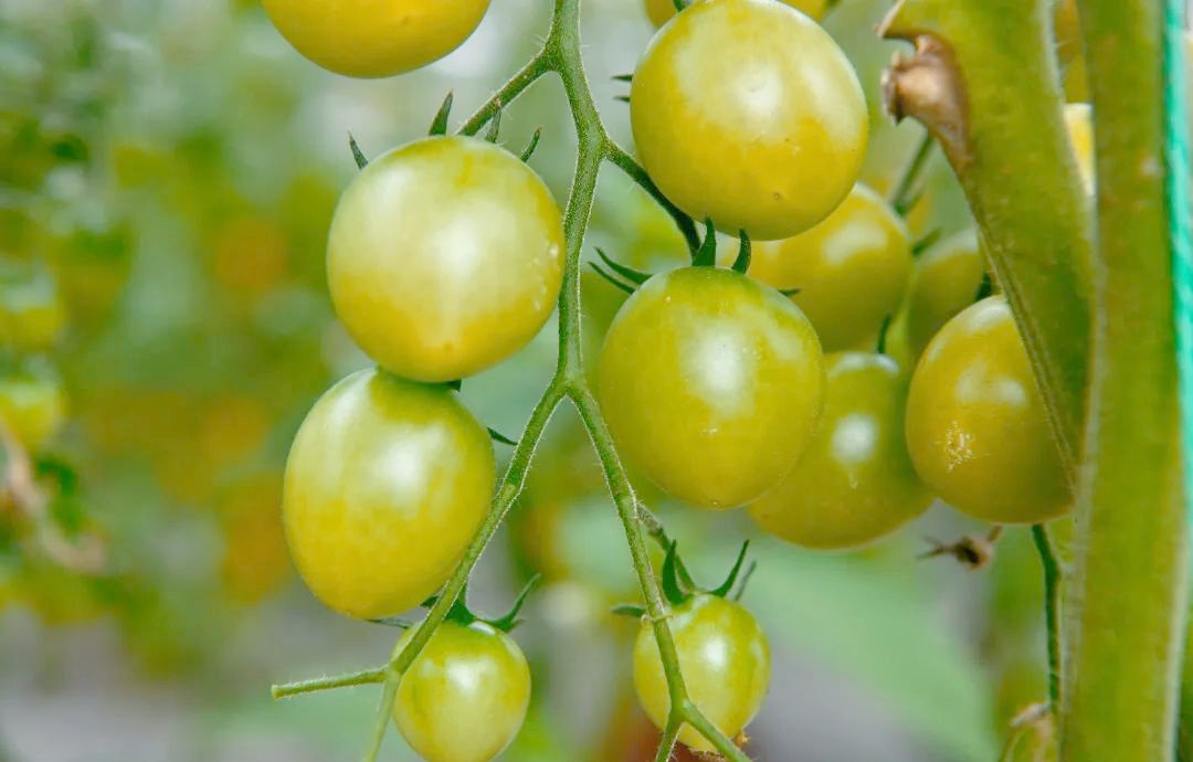 dev_Gannuya's tweet photo. Just tried the new organic cherry tomatoes from the local farm—burst with sun-ripened sweetness, zero bitter aftertaste, perfect for a quick salad or snack! https://t.co/xNOM2FE7TI