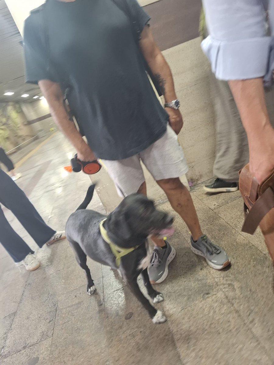 doga_dostu_'s tweet photo. Taksim Metrosundaki güncel görüntüde metrodaki yürüyen merdivenlere ve metro içine köpekle binen bir şahıs görülüyor. Kurallara göre metroya ağızlıksız köpek bindirmek yasak. Kalabalık ortama iri bir köpek ağızlıksız olarak bindirildi, küçük çocuklar tedirgin oldu.@TC_istanbul https://t.co/ojzuWe3wLh