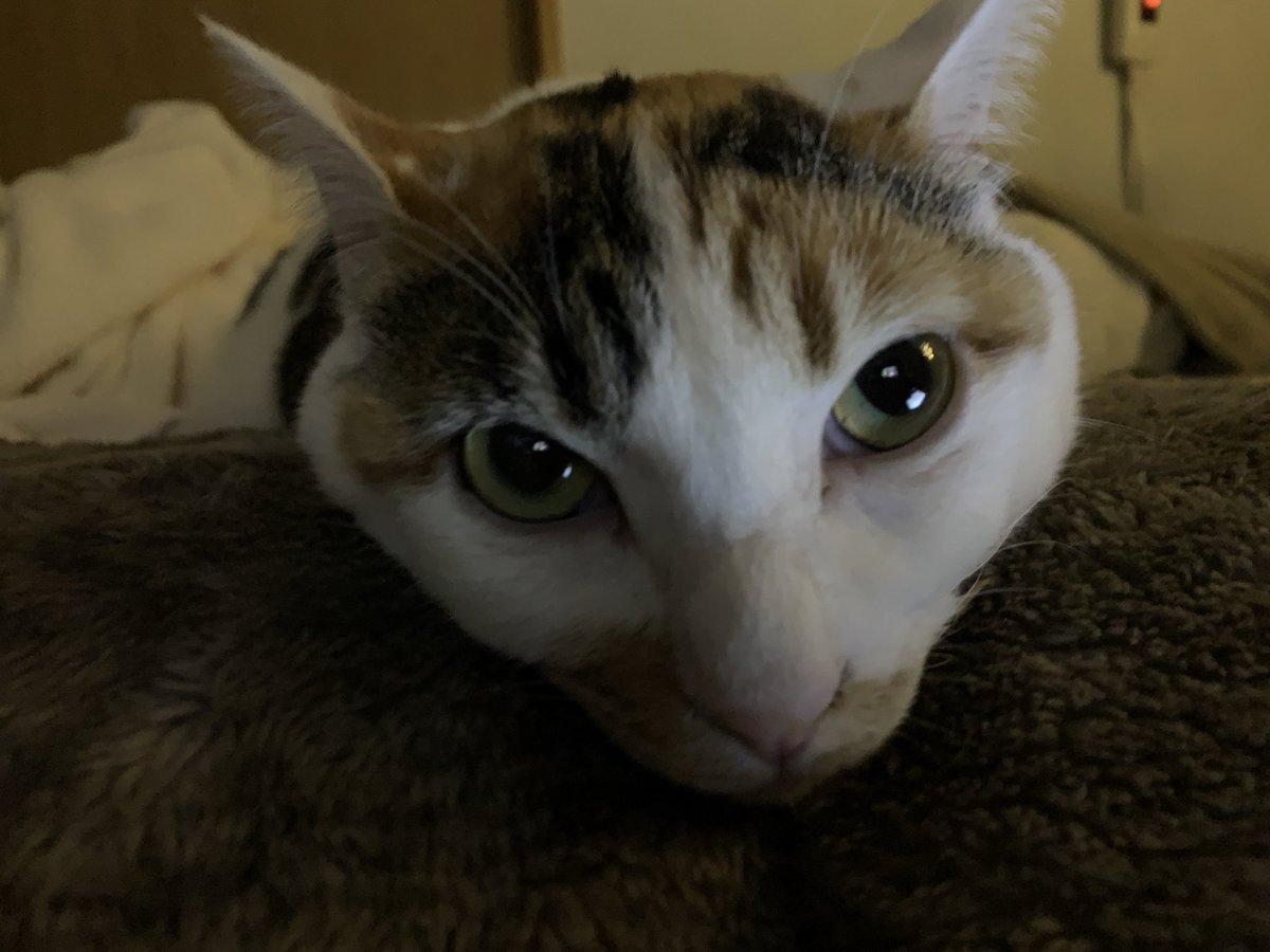 haru_cocone's tweet photo. のびててもママクックという単語を聞いた時 https://t.co/AU4bZFLvok