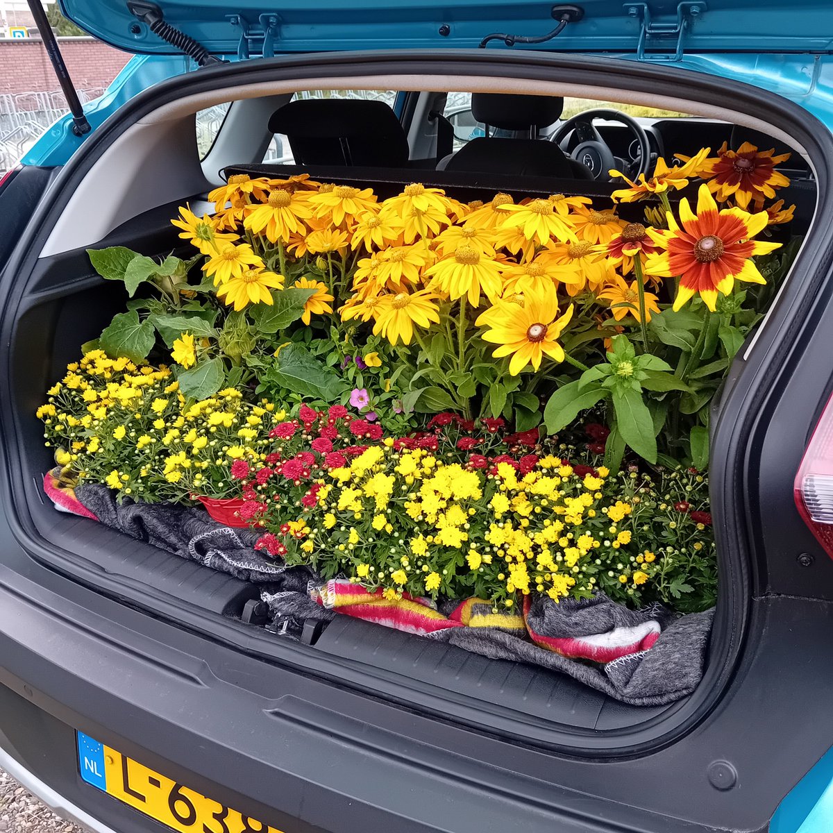 memorialgarden6's tweet photo. Klusavond: Nog een paar avonden tot de eerste oefenwedstrijd zaterdag in het stadion. Zondag de Open Dag. 
Intratuin Deventer weer bedankt voor de planten. 👏👏
#kowet https://t.co/IJzVbFPmgl