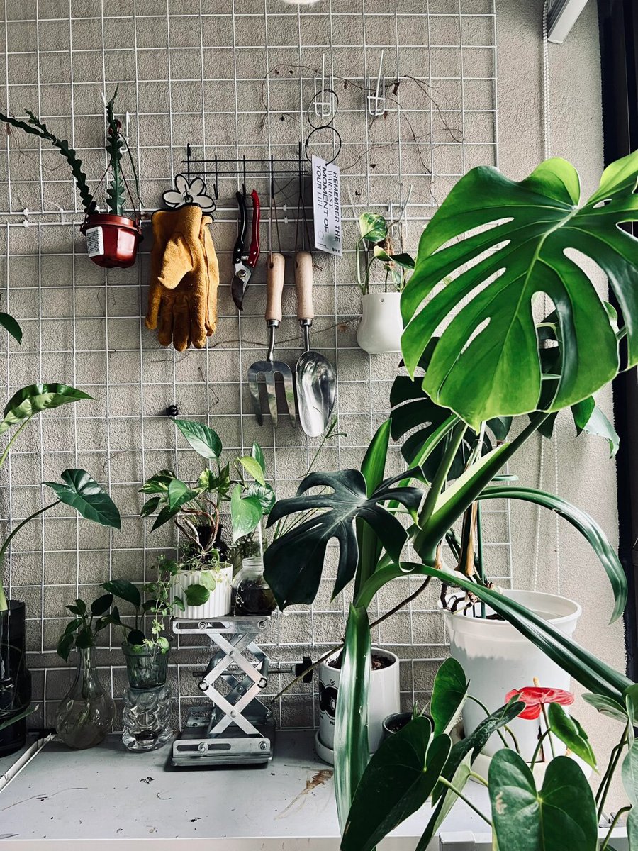 rxgil27264397's tweet photo. Pro tip for your pothos: Rotate it 1/4 turn weekly for even growth! No need for direct sunlight—indirect bright light works perfectly. https://t.co/UGWDrw7vyb