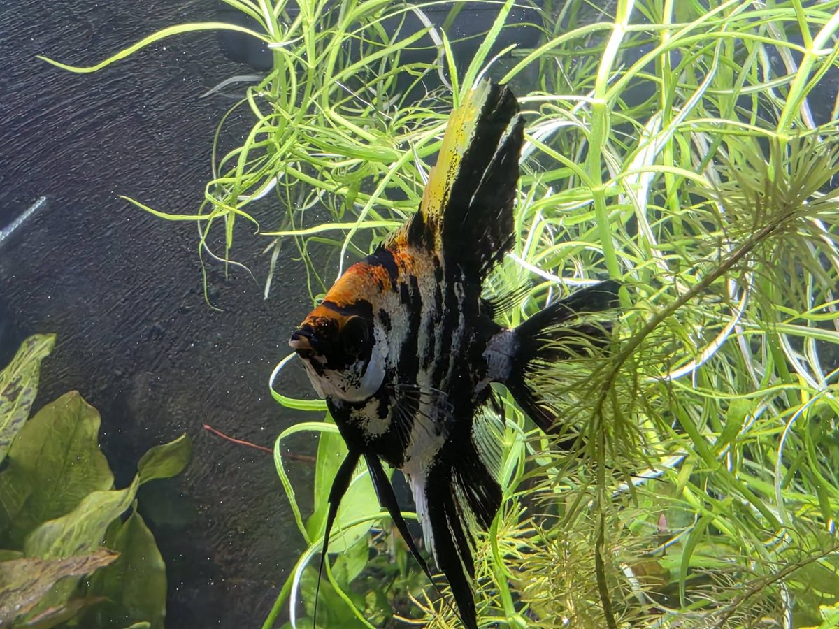 PanhandleExotic's tweet photo. Tons of new Freshwater Fish are in!  Come by and check them out! https://t.co/xExfdpYfsx