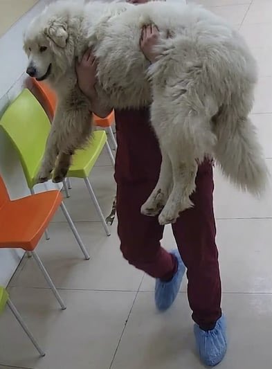 CarlosHidalgoo's tweet photo. 🚨 Murió Rocky tras cuatro días de agonía 🐶💔

El caso de maltrato animal que conmocionó a #Saltillo terminó en tragedia. Alejandro Gutiérrez, de la asociación Dignidad Animal, confirmó el fallecimiento de Rocky, el perro que fue brutalmente agredido en una colonia privada al norte de la ciudad.

Rocky no logró superar las graves lesiones que sufrió luego de ser presuntamente amarrado a una camioneta, arrastrado por varios metros y atropellado, hechos que quedaron registrados en videos que se viralizaron a nivel nacional.

La indignación ciudadana impulsó denuncias penales y la apertura de una investigación por parte de las autoridades. Como parte del proceso, Liliana “N” permanece en prisión preventiva mientras continúa el caso.

 #JusticiaParaRocky #MaltratoAnimal #Saltillo