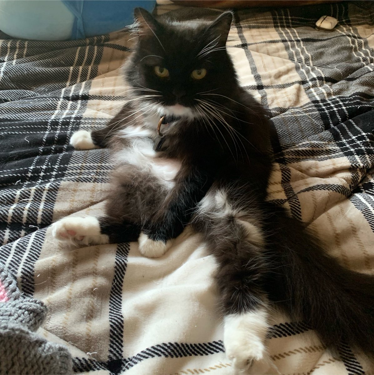 SkidmarkM's tweet photo. the fuck is wrong with my cat? https://t.co/dHtgjDgGxC