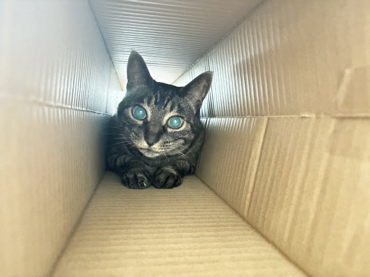 tora_moru's tweet photo. 📦段ボールのトンネル😽🎶 https://t.co/qG8DB4H6fq