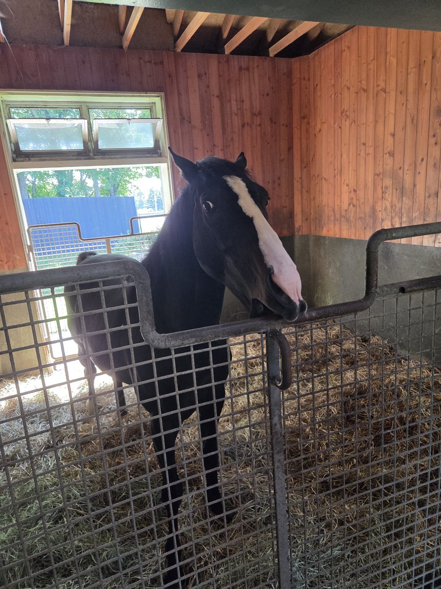 renchinwestrong's tweet photo. I sometimes can not believe that Equinox is a real horse. He looks so unreal in a- squishy way- that he seems so??? Fake?? Like he's what someone who loves horses who has limited drawing skills tries to draw a horse https://t.co/BBitULF6Am