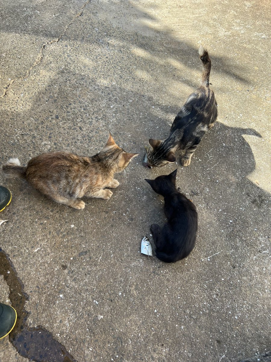 thyme_g's tweet photo. 昨日の息子の初めての釣りの結果🎣
人間も猫ずもお魚食べれました！！！釣りデビュー五島でよかったね〜！！ https://t.co/EwY19RX1f2