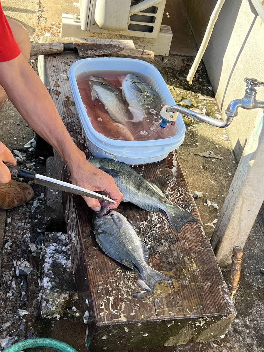 thyme_g's tweet photo. 昨日の息子の初めての釣りの結果🎣
人間も猫ずもお魚食べれました！！！釣りデビュー五島でよかったね〜！！ https://t.co/EwY19RX1f2