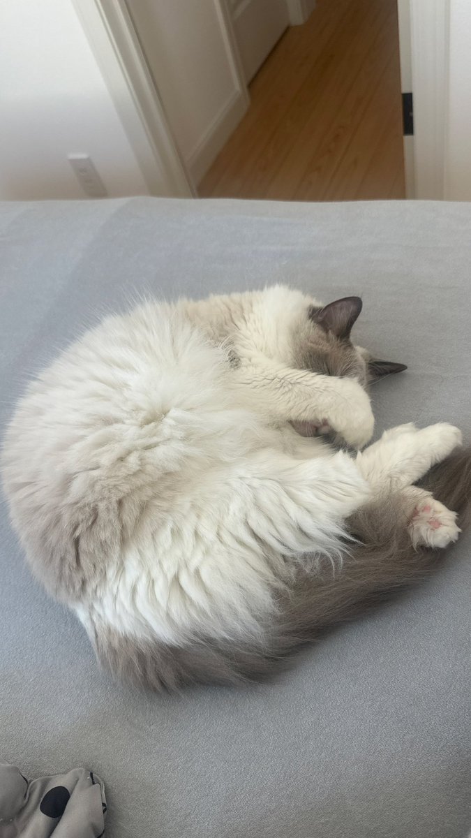 maayan_39's tweet photo. おはよう
爆睡ﾈｺﾁｬﾝかわいすぎてガン見してたら
顔隠された
ごめんね笑 https://t.co/4ZaRNgcU6d