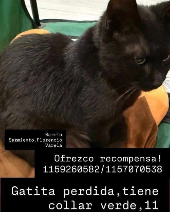 DeGatitos_ tweet picture