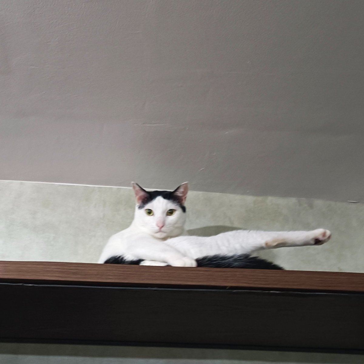 odigaomogi's tweet photo. 🗣️ "Momo kakinya jangan diangkat gitu Nak..."

😺 "Oke" https://t.co/ZZqg4qm0Sb