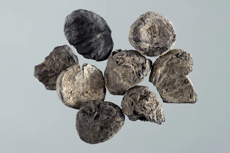 NEFT_jp's tweet photo. 縄文時代の人々は、想像以上に豊かな暮らしを送っていました。

約7000年前の温暖化によって海や森の環境が大きく変わると、人々は海沿いに定住し、貝や魚、木の実など豊富な食料を活用するようになります。

さらに、クリの木を選んで栽培したり、干物や燻製など保存技術を発達させたりすることで食料を安定させ、青森県内の人口は縄文時代中期には約9000人まで増えたと考えられています。

また、土器も尖底土器から円筒形土器へと変化し、二ツ森貝塚や田小屋野貝塚では北海道との交流を示す痕跡も見つかっています。

シリーズ最終回では、縄文時代全盛期の青森で築かれた豊かな暮らしと、人々の知恵をご紹介します。