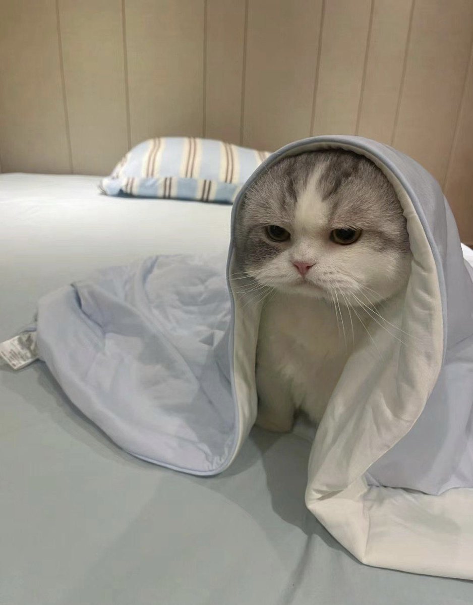 lann_n_'s tweet photo. Just found my cat napping on the freshly folded laundry I spent 20 minutes on. Typical house chaos!， https://t.co/ySvfAOvseX