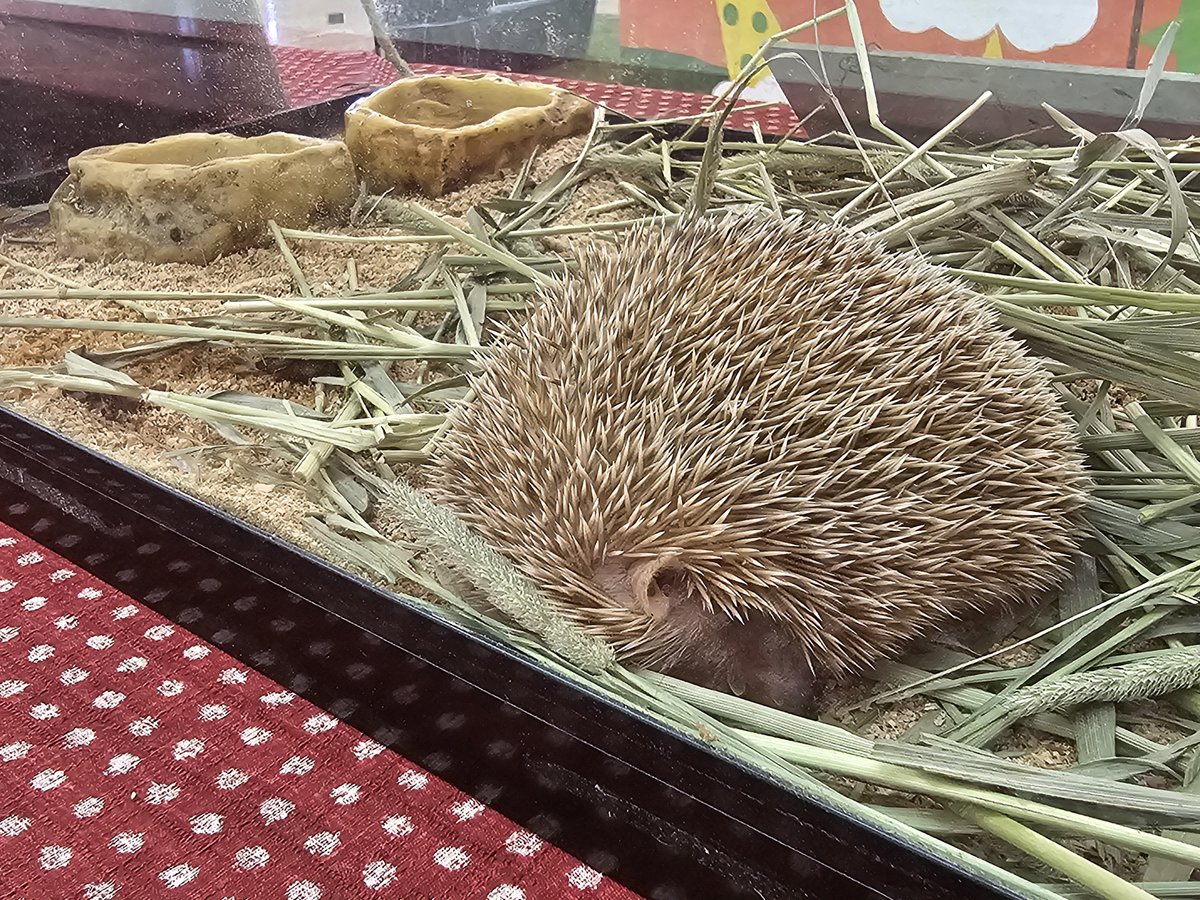 enchoen4's tweet photo. #燕趙園 の夏イベント「わくわくふれあい動物パーク」の様子をお届け📸
9：00頃に会場に行くと朝ごはん&amp;くつろぎタイムだったようでのんびりしている動物さんたちが見えました👀
ゆっくり動物さんを観察されたいかたは平日の開園直後がおすすめかもしれません
なお、イベントは8月16日(日)まで開催です https://t.co/1Fp1cZcQUg