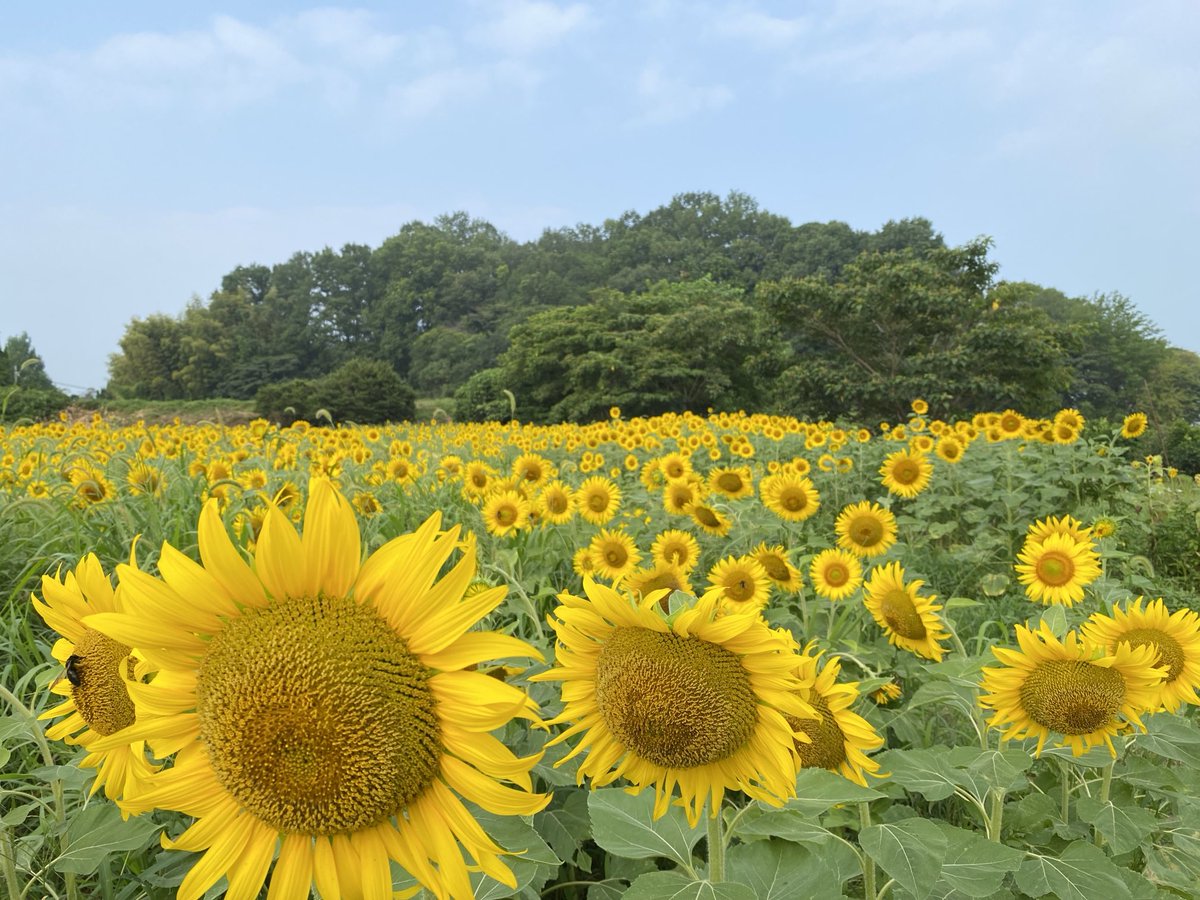 nijibuta's tweet photo. 今朝の天理市杣之内町のヒマワリ畑　綺麗に咲いていますね。 https://t.co/7AzItjYEub