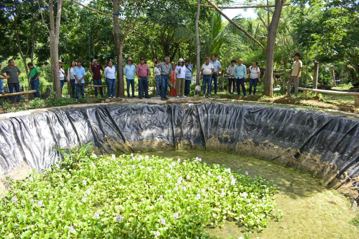esthela_damian's tweet photo. 🌱 Hoy tuve la oportunidad de visitar el Centro de Educación, Experimentación, Producción y Demostración de Insumos y Tecnologías Sustentables, en Coyuca de Benítez.

Me dio mucho gusto conocer de cerca el trabajo que realizan en favor de la educación campesina y la producción sustentable. En Guerrero hay conocimiento, talento y personas comprometidas con cuidar nuestra tierra y producir un mejor futuro.

¡De esto también está hecho el orgullo de Guerrero! 💚