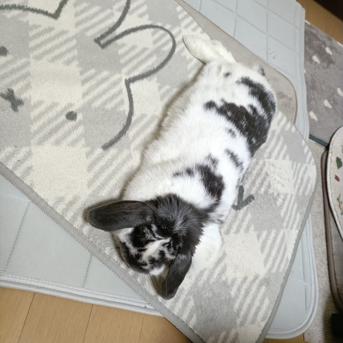 non20190920's tweet photo. ちょっと早めに更年期が始まっている私。
今年になってすでに4キロ増🐷
色々頑張ってみても、1ミリも痩せないどころか増えてる…笑
身長161cmまもなく60キロ😇
若い頃は47キロとかだったのになぁ…その頃の面影なし…
自分の身体を晒すのは世間に申し訳ないので、もふもふボディをどうぞ🐰✨ https://t.co/ENRzUAgOv6