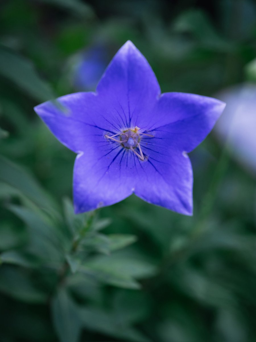 takao_camera's tweet photo. 桔梗

キキョウが咲いていました。日本の在来種。キキョウ科。花期は梅雨～初秋。山上憶良が万葉集で詠んだ秋の七草の１つです。江戸時代の園芸ブームの際にうさぎ🐇の耳に似た形の「兎耳桔梗」など様々な品種が作出されましたが現在では絶えてしまっているそうです。
花言葉は、誠実。 https://t.co/vPWXObXZOn