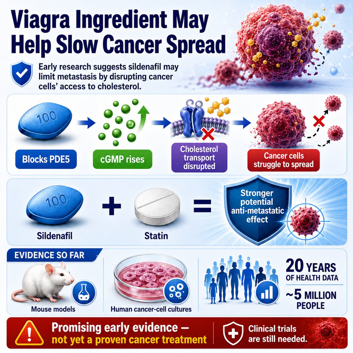Vaccinologist's tweet photo. Could #sildenafil #Viagra help slow #cancer spread? New research suggests it may disrupt #cholesterol transport in cancer cells, making #metastasis more difficult. Combining it with #statins may strengthen the effect, but #clinicaltrials are still needed. https://t.co/EX28dYWX3l https://t.co/jGLO1eMBuc