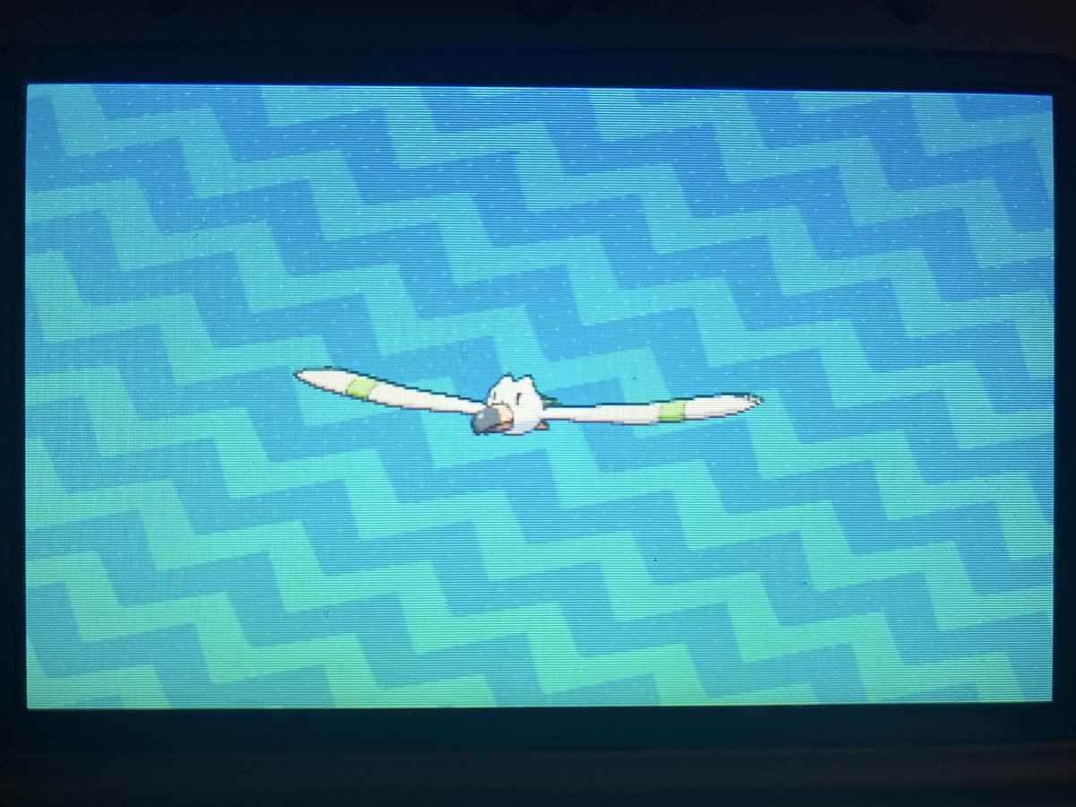 Qaurad's tweet photo. Shiny Wingull after 1,324 random encounters while looking for Stufful. (Phase 2) Onto the next. https://t.co/k6iIgEZCzA