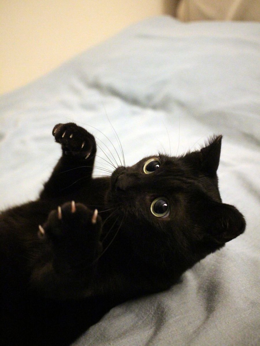 blackscats's tweet photo. https://t.co/4kjSgwWrLD