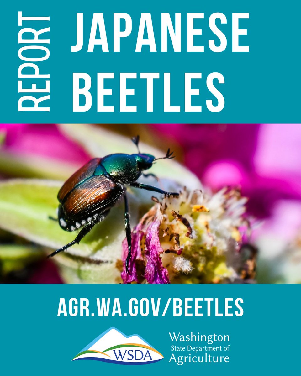 WSDAgov's tweet photo. Have you spotted a Japanese beetle? Report it at https://t.co/881LU89TRJ to help us find and eradicate this pest! https://t.co/Kw8lPiEo5i