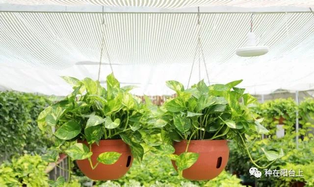 DeborahRay44930's tweet photo. Green tip alert! Water your pothos only when top 2 inches of soil are dry – overwatering is the #1 killer of these hardy, air-purifying plants. https://t.co/SHFa6KWSIy