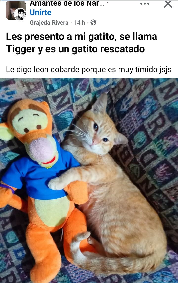 clovxmoon's tweet photo. Te queremos tigger 🥹 https://t.co/vS0jsURtth