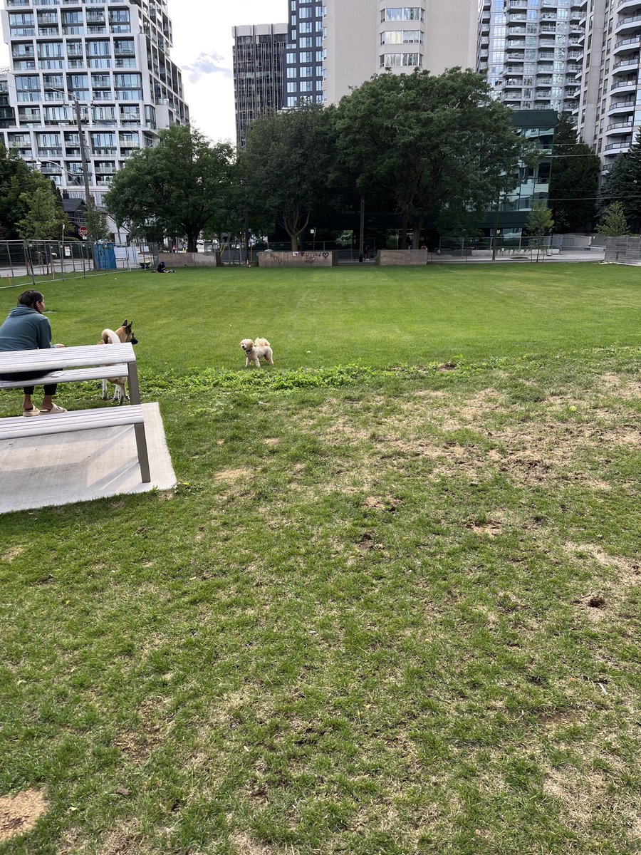 Justa_Girl_Who's tweet photo. @JoshMatlow less than four hours of fence coming down at the grassy area of Racoon Park, and I’ve been chased by an off-leash dog there. It has already become a dog park. There are children playing there, and I fear for them. https://t.co/vbSJLKffII