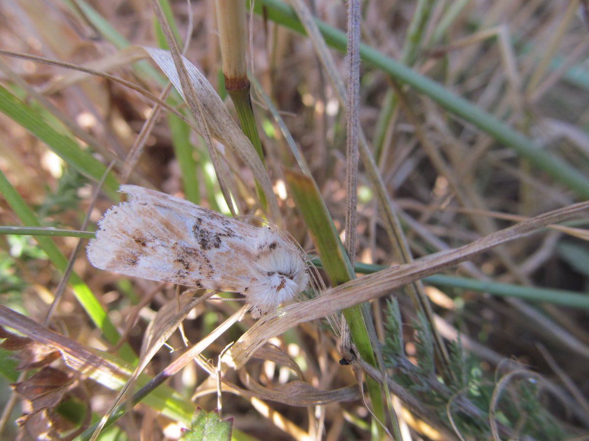 Brownlowpd65's tweet photo. Can anyone identify these two mystery moths? https://t.co/Xgtc3vnmRB