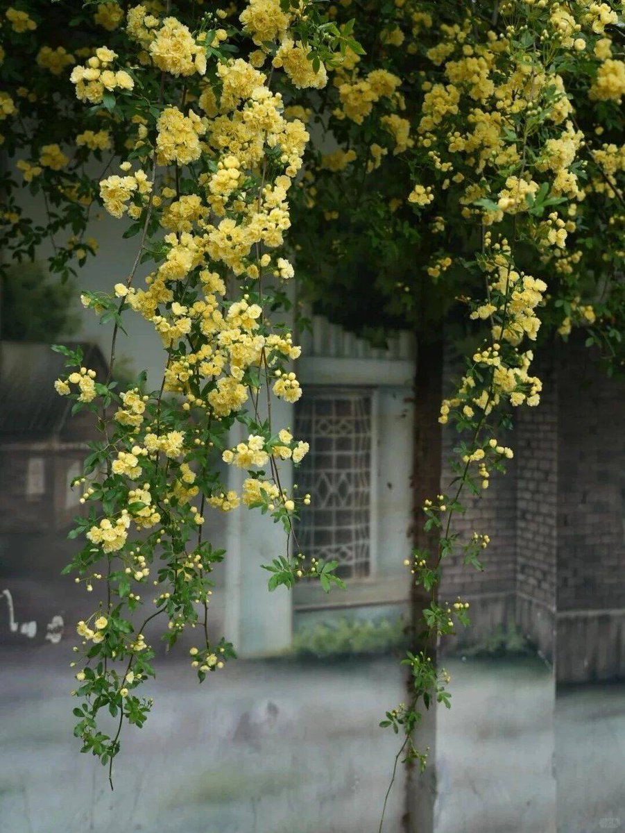 Kevin65714295's tweet photo. Just wandered the city streets and caught this random golden hour glow hitting a wall of potted geraniums—small moments that make the daily walk worth it https://t.co/1yUVdVPyY8