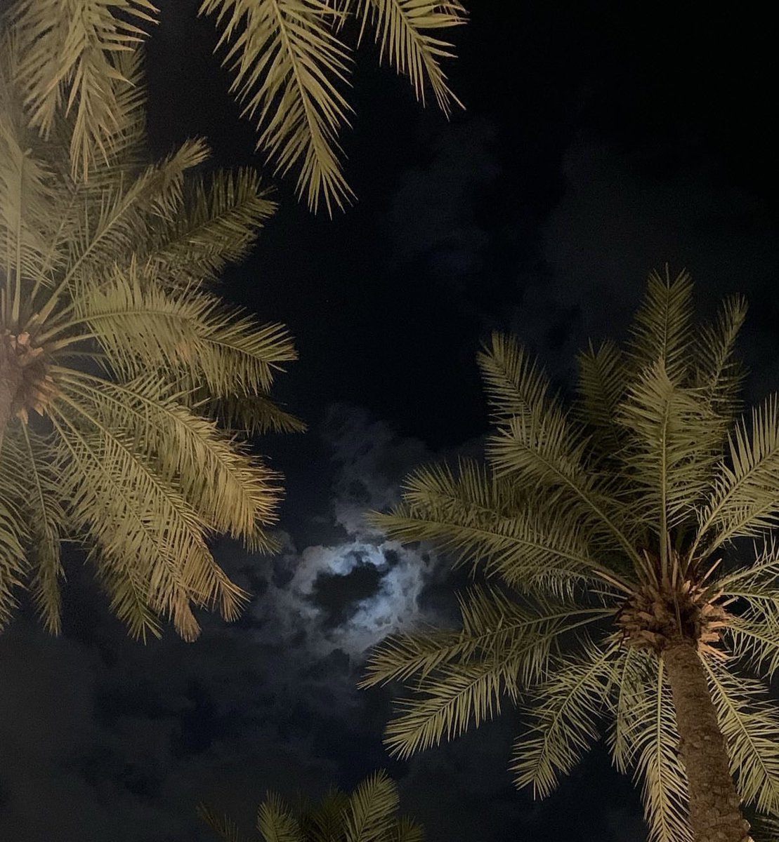 5__ij's tweet photo. أدور نفس حتى النفس مانيب لاقيّه
مع ان النخل يستعرض أحساسه العاليّ

ظلال العسيّب أدناة نسمه تحرك فيّه
وانا لو يهب الكون كله ما حرك ظلاليّ . https://t.co/xf04CCZSLu