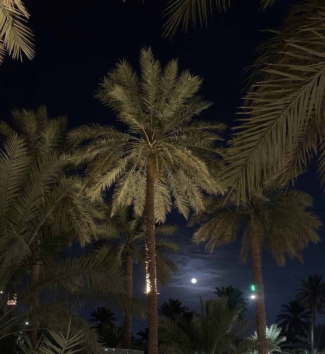 5__ij's tweet photo. أدور نفس حتى النفس مانيب لاقيّه
مع ان النخل يستعرض أحساسه العاليّ

ظلال العسيّب أدناة نسمه تحرك فيّه
وانا لو يهب الكون كله ما حرك ظلاليّ . https://t.co/xf04CCZSLu