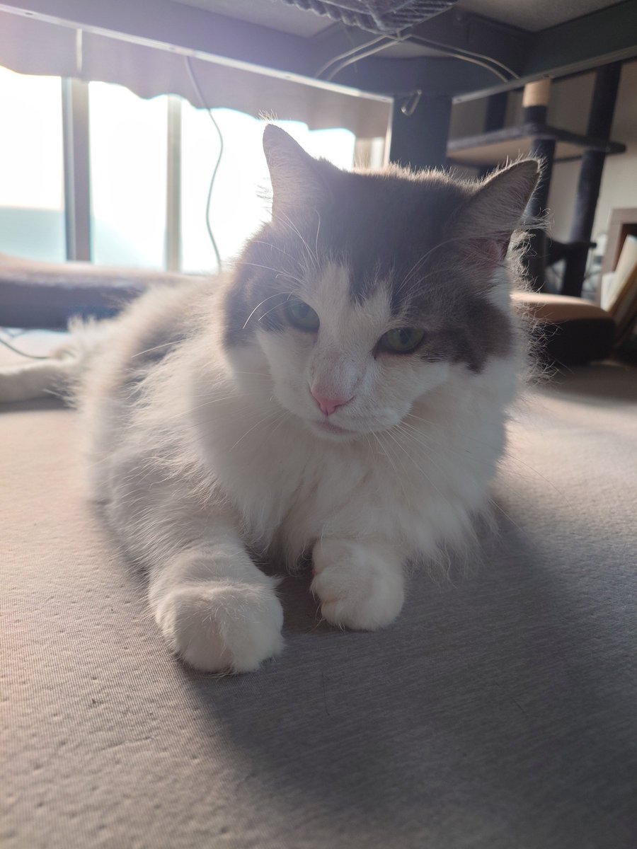 Serow_Siamese's tweet photo. はいおはよう。
朝から腹減りコールが酷かったボーイ。

#猫のいる暮らし
#猫のいるしあわせ https://t.co/IUJEEeFeZy