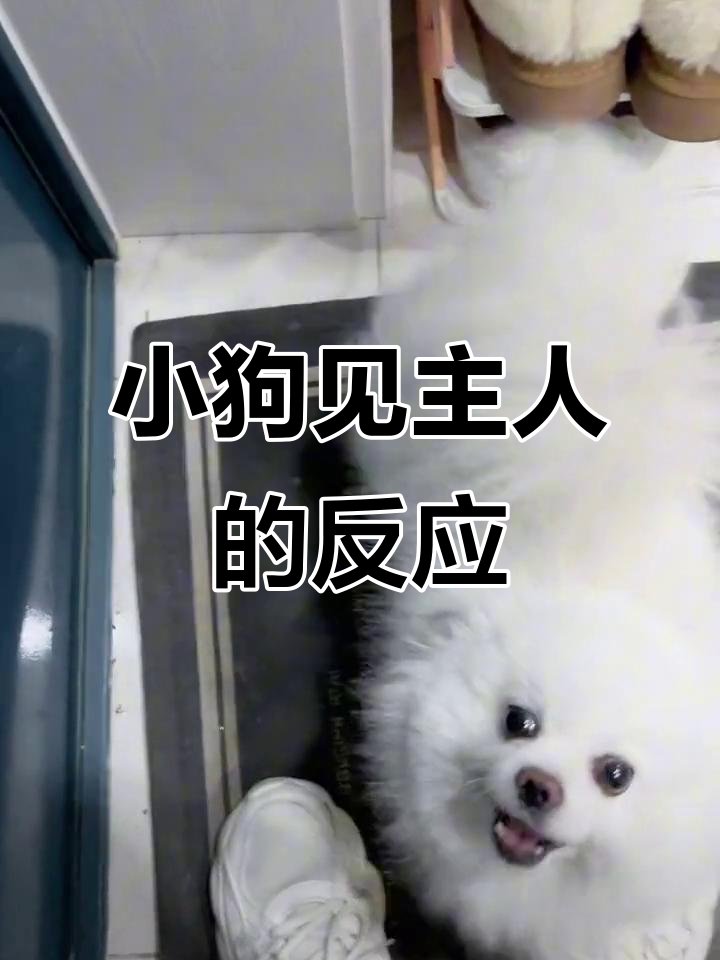 gamddung81's tweet photo. Nothing beats coming home to a wagging tail and warm purrs—my fur baby’s the best stress reliever ever! ， https://t.co/J7qUqXbjVo