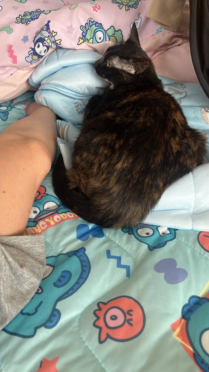 maru88mon's tweet photo. おはにゃんございます🐾
あとひと息の𝑻𝒉𝒖𝒓𝒔𝒅𝒂𝒚
暑い日がつづいていますが
水分とりつつ乗り切りましょう

夏でも腕枕のジジ
腕枕越しのココ
足元で微睡むネネ

今日も一日 
顔晴っていきまっしょい🖖

 #猫のいる暮らし https://t.co/zmxYVu6RTl