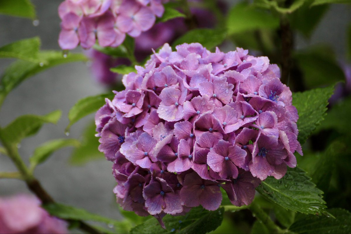 yajusan's tweet photo. 今年もお隣りさん家の紫陽花が綺麗に咲いてるのでEOS6Dと EOS7Dで撮り比べ。
同じ紫陽花なのにこんな色味が変わるのか。おもしろ🤔
EOS6D
EOS7D 
SP70-300mm a030 https://t.co/ZBOn5BpQQf