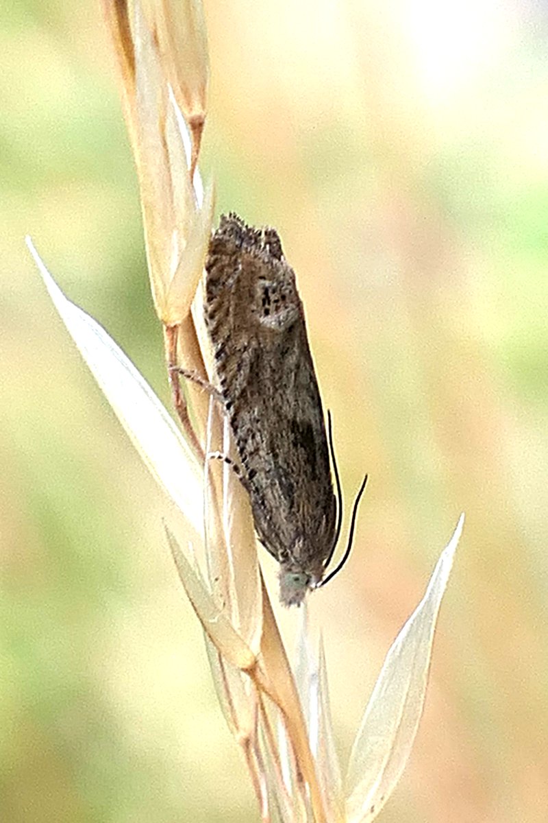 thremnir's tweet photo. Moths at #Ballard Townland this evening:-
1. Western Thyme Plume, Merrifieldia tridactyla;
2. Red-Barred Tortrix, Ditula angustoriana;
3. The tortrix Eucosma hohenwartiana (I think);
4. Glyphipterix sp. (abroad by the hundred). https://t.co/4K9q2GOhxK