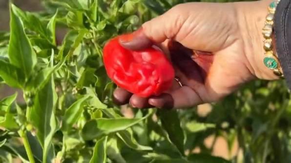 KSA24's tweet photo. مهرجان شقراء السادس للفلفل 
🌶️🌶️🌶️🌶️🌶️🌶️

بكرة بإذن الله

23/7/2026
1/8/2026

" كلن يجهز شليله و يقحش " https://t.co/mNH6WnzOJN